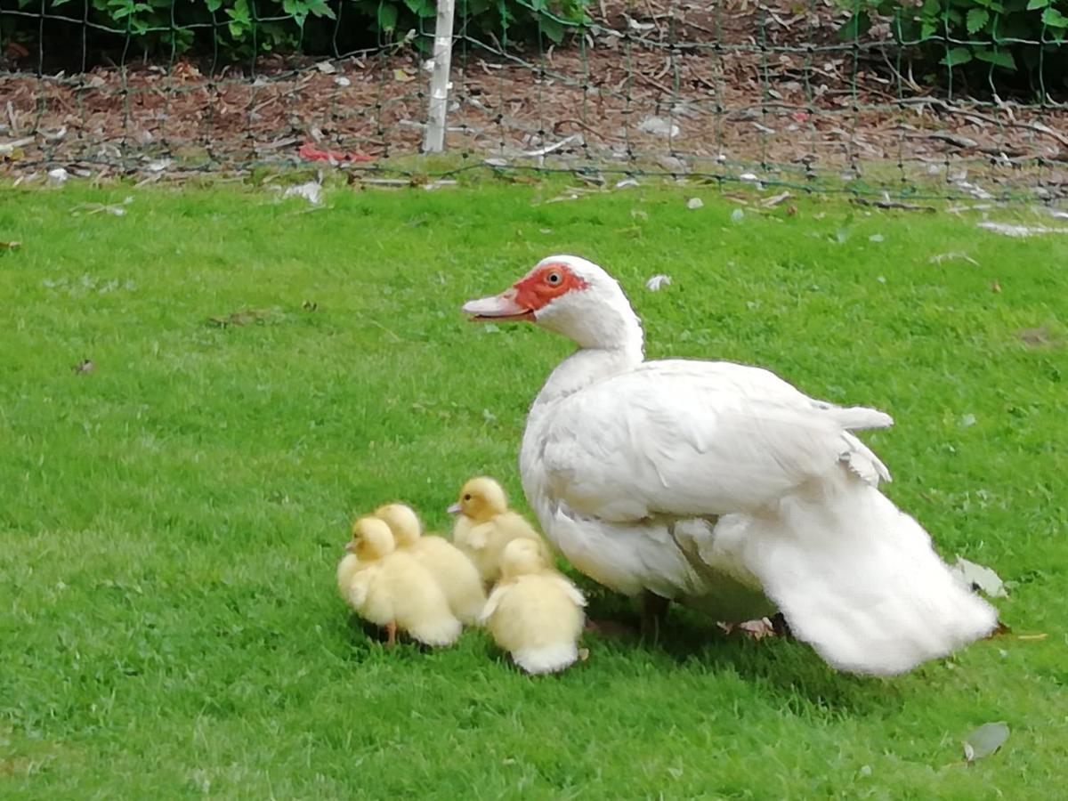 مبيت وإفطار وركسوب Clumber Lane End Farm المظهر الخارجي الصورة