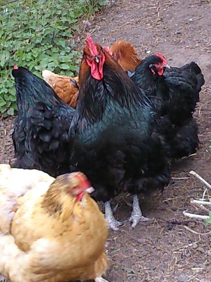 مبيت وإفطار وركسوب Clumber Lane End Farm المظهر الخارجي الصورة